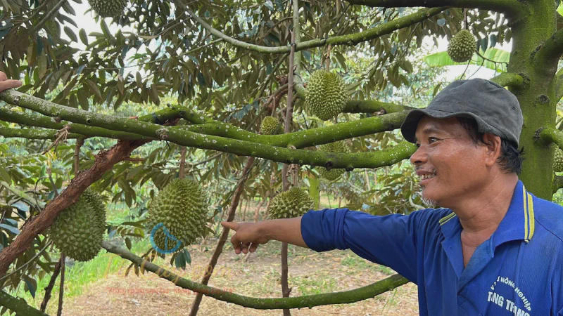 Vườn sầu riêng đang cho trái