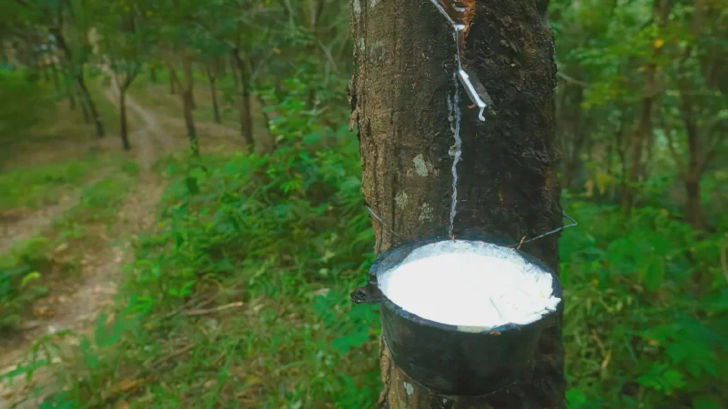 GVR tăng trần giữa bão thanh tra — Bắt đáy hay bắt dao rơi?