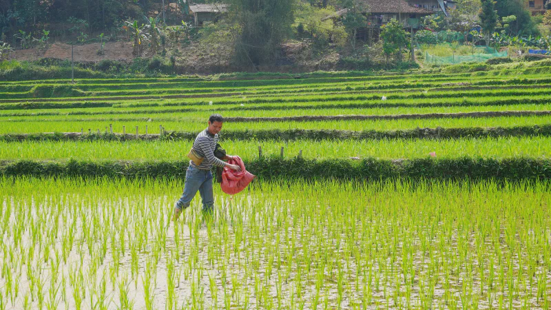 Nông dân Việt Nam bón phân trên ruộng lúa