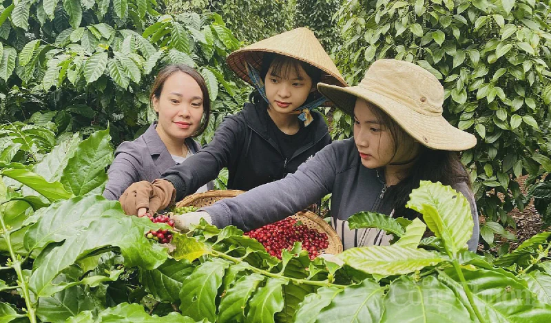 Cà phê mất 32% từ đỉnh, Việt Nam bán nhiều hơn nhưng thu ít hơn