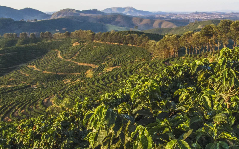 Cánh đồng cà phê rộng lớn tại Minas Gerais, Brazil