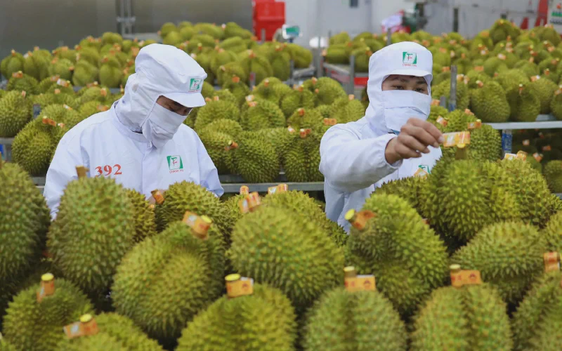 Đóng gói sầu riêng xuất khẩu sang Trung Quốc