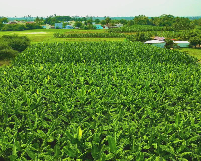 Vườn chuối quy mô công nghiệp của HAGL — mảng trái cây chiếm 78% tổng doanh thu 2025