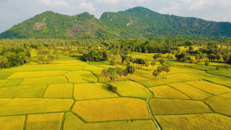 Cánh đồng lúa chín vàng ở Đồng bằng sông Cửu Long