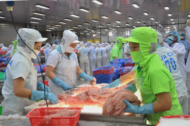 Vietnamese seafood processing factory, export packaging line
