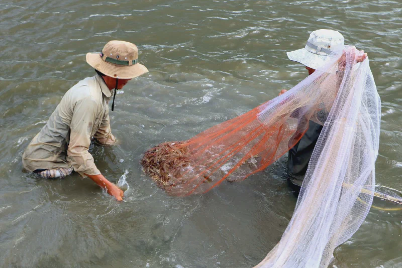 Shrimp harvesting at a Mekong Delta pond — the raw material base for MPC&rsquo;s supply chain