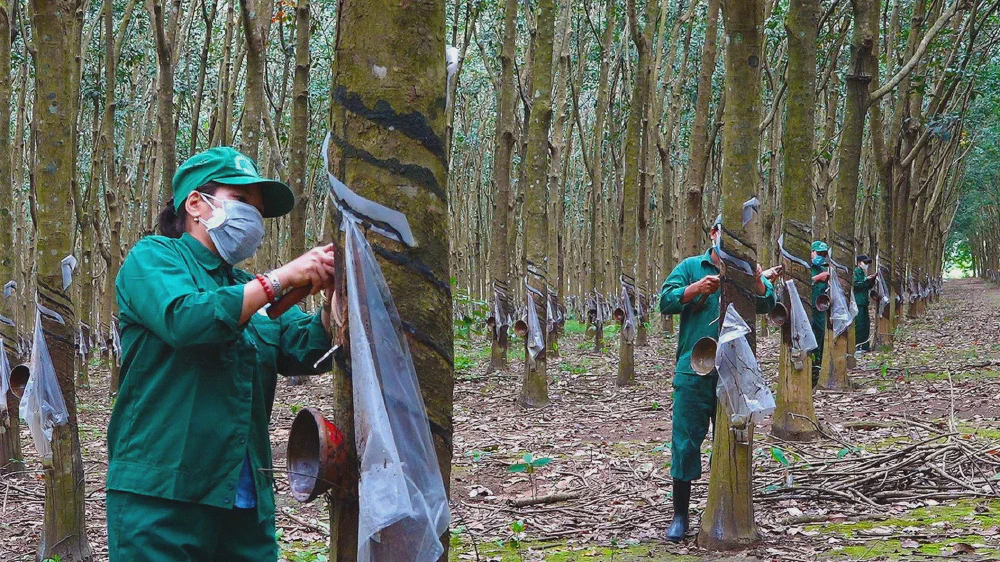 Natural Rubber Hits 9-Year High, Yet GVR Margins Are Shrinking