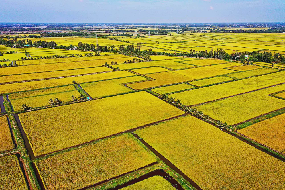 Vietnam Jasmine Rice at a 10-Year High: Three Drivers and the PAN Earnings Trap
