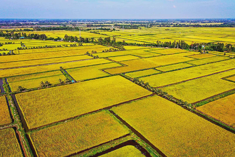 Vietnam Jasmine Rice at a 10-Year High: Three Drivers and the PAN Earnings Trap